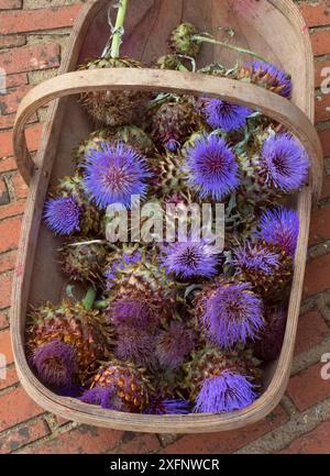 Geerntete kultivierte Globe Artischocke / Cardoon Distel (Cynara cardunculus) England, Vereinigtes Königreich. Stockfoto