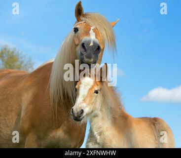 Haflinger Pferdestute und Fohlen auf der Wiese, Norfolk, England, UK, März. Stockfoto