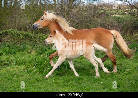 Haflinger Pferdestute und Fohlen laufen auf der Wiese. England, Großbritannien Stockfoto