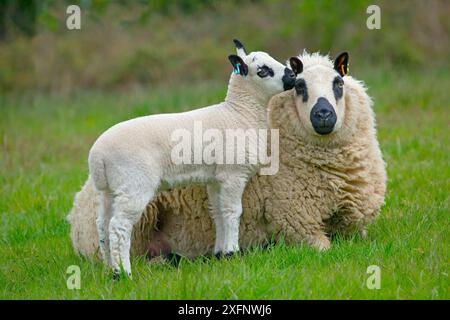 Kerry Hill Hausschafe, Schaf und Lamm. England, Großbritannien. Stockfoto