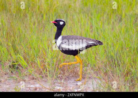 Nördlicher schwarzer Korhaan (Afrotis afraoides) Etosha Nationalpark, Namibia Stockfoto