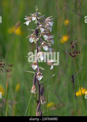 Marsh helleborine (Epipactis helleborine) Beeston Common, Norfolk, England, Großbritannien, Juli. Stockfoto