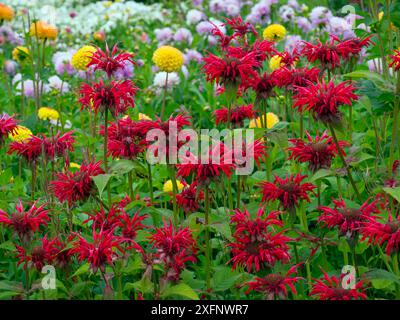 Maltesische Kreuzblumen (Lychnis chalcedonica) im Kräuterbeet im Garten. England, Großbritannien. Stockfoto