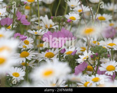 Moschusmalve (Malva moschata) und Ochsenaugen-Gänseblüten (Leucanthemum vulgare) im Garten. England, Großbritannien. Stockfoto