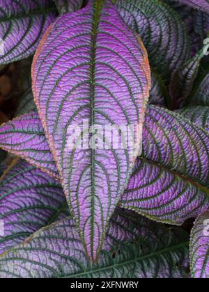 Persische Schildpflanze / Königslila Pflanze (Strobilanthes dyeriana) Blatt im Garten. England, Großbritannien. Stockfoto