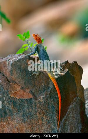 Namibisches Felsenagama (Agama planiceps), männliche Basking, Namibia. Stockfoto