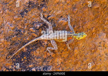 Namibisches Felsenagama (Agama planiceps), weibliches Basking, Namibia, Südliches Afrika. Stockfoto