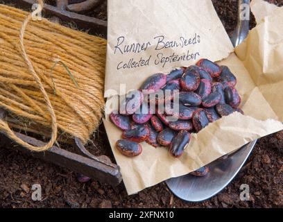 Saatgut der Stufenbohne (Phaseolus coccineus), bereit zum Anpflanzen. England, Großbritannien. Stockfoto