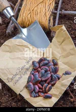 Saatgut der Stufenbohne (Phaseolus coccineus), bereit zum Anpflanzen. England, Großbritannien. Stockfoto