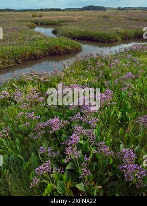 Sea Lavendel (Limonium vulgare) Morston Marshes, Norfolk, UK, Juli. Stockfoto