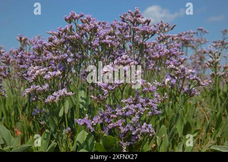 Sea Lavendel (Limonium vulgare) Morston Marshes, Norfolk, UK, Juli. Stockfoto