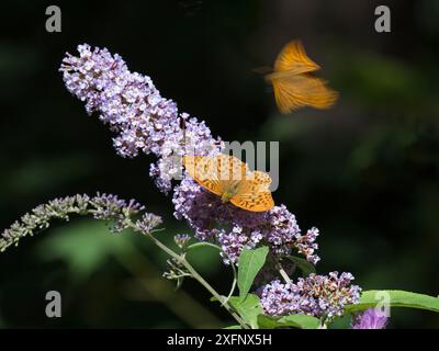 Silbergewaschene Fritillerie (Argynnis Paphia) Fütterung an Buddleia, Holt Country Park, Norfolk, England, Vereinigtes Königreich, Juli. Stockfoto