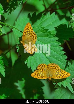 Silbergetünchte Fritillarien (Argynnis Paphia), die sich auf Blatt legen, Holt Country Park, Norfolk, England, Vereinigtes Königreich, Juli. Stockfoto