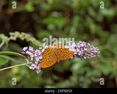 Silbergewaschene Fritillerie (Argynnis Paphia) Fütterung an Buddleia, Holt Country Park, Norfolk, England, Vereinigtes Königreich, Juli. Stockfoto