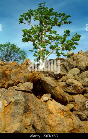 Fünflappiger Sternulia-Baum (Sterculia quinqueloba), der auf felsigen Hügeln wächst, Namibia Stockfoto