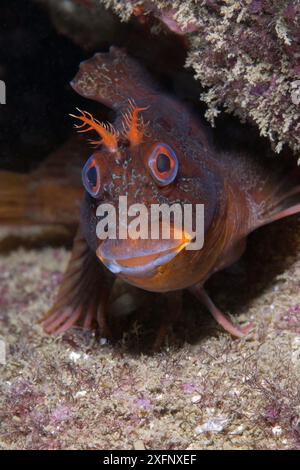 Tompot Blenny (Parablennius gattorugine) Sark, britische Kanalinseln, August. Stockfoto