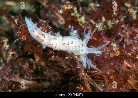 Nacktschnecke (Dendronotus frondosus) Isle of man, Juli. Stockfoto