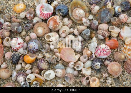 Verschiedene Muscheln am Shell Beach, Herm, Britischen Kanalinseln, Juni 2016 Stockfoto