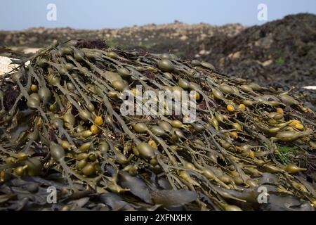 Ei Wrack (Ascophyllum nodosum), Herm, britische Kanalinseln, Juni. Stockfoto