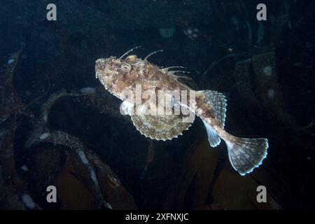Angler Fish (Lophius piscatorius) Isle of man, Juli. Stockfoto
