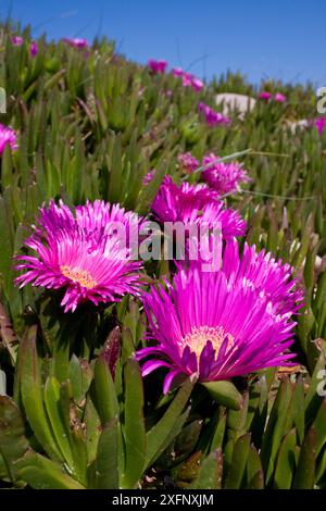 Hottentot fig (Carpobrotus edulis) Alderney, britische Kanalinseln, Mai. Stockfoto