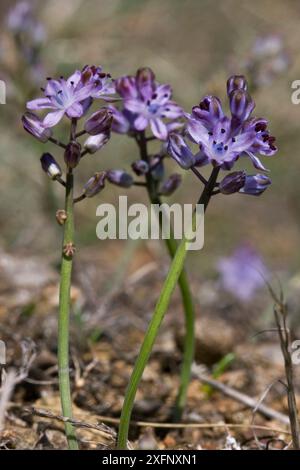 Herbstkiefer (Scilla autumnalis) Sark, Britische Kanalinseln, August. Stockfoto