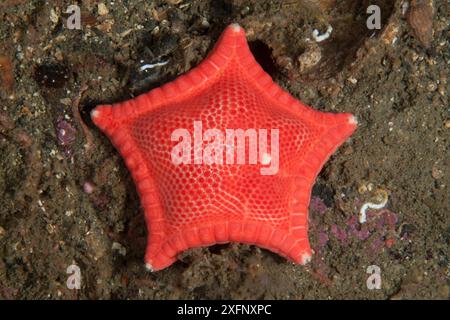 Cushion Star (Ceramaster granularis), Trondheimsfjord, Norwegen, Juli. Stockfoto