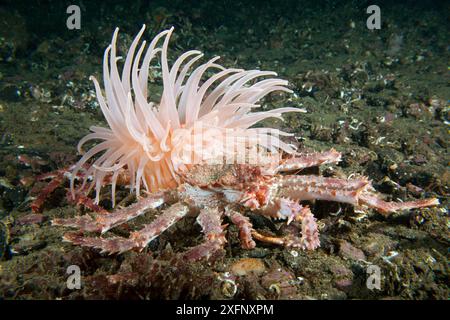 Nördliche Steinkrabbe (Lithodes maja) mit einer arktischen Anemone (Bolocera tuediae) Trondheimsfjord, Norwegen, Juli. Stockfoto