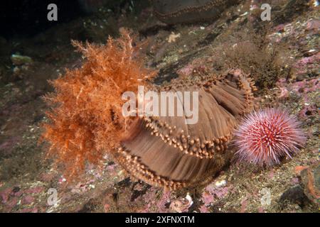 Seegurke (Cucumaria frondosa), Trondheimsfjord, Norwegen, Juli. Stockfoto