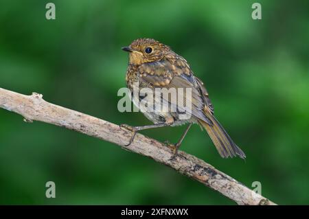 Robin (Erithacus rubecula) Jungtier auf Zweig. Dorset, Großbritannien, Juni 2016 Stockfoto