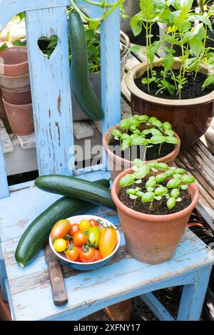 Gurken, „Louisa“ F1, Tomaten (Solanum lycopersicum) einschließlich „Suncherry Smile“, „Green Tiger“, „Blush Tiger“, „Pink Tiger“ und Töpfe mit süßem Basilikum. Stockfoto