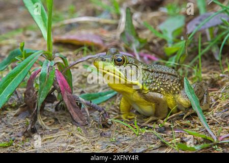 Grüner Frosch (Lithobates clamitans) am Rand eines Biberteiches. Acadia-Nationalpark, Maine, USA. Stockfoto