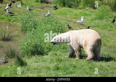 Der Yorkshire Wildlife Park, ein Zoo, Naturschutzzentrum & Rehabilitation & Touristenattraktion, in der Nähe von Doncaster, Süd-Yorkshire. Stockfoto