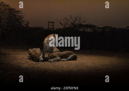 Leopardenfamilie (Panthera pardus fusca) am künstlichen Wasserloch in der Nacht. Aarey Milk Colony in der inoffiziellen Pufferzone des Sanjay Gandhi National Park, Mumbai, Indien. Januar 2016 Stockfoto