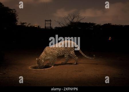 Leopard (Panthera pardus fusca) am künstlichen Wasserloch in der Nacht. Aarey Milk Colony in der inoffiziellen Pufferzone des Sanjay Gandhi National Park, Mumbai, Indien. Januar 2016 Stockfoto