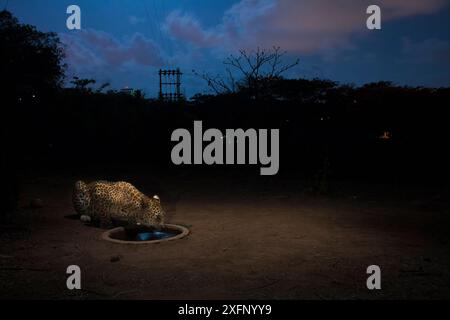 Leopard (Panthera pardus fusca) am künstlichen Wasserloch in der Nacht. Aarey Milk Colony in der inoffiziellen Pufferzone des Sanjay Gandhi National Park, Mumbai, Indien. Januar 2016 Stockfoto