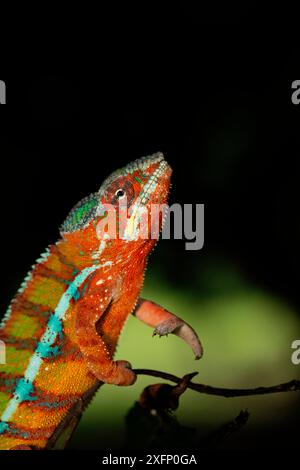 Panther Chameleon (Furcifer pardalis) männlich, Madagaskar. Kontrollierte Bedingungen Stockfoto