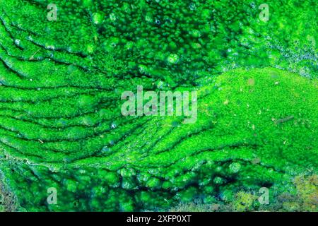 Algen, die im Fluss Majaceite wachsen, Cadiz, Andalusien, Spanien, Januar. Stockfoto