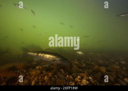Zander (Sander lucioperca) Fluss Tarn, Frankreich, Juni. Stockfoto