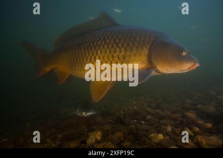 Europäischer Karpfen (Cyprinus carpio) Fluss Tarn, Frankreich, Juni. Stockfoto