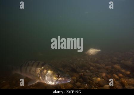 Zander (Sander lucioperca) Fluss Tarn. Frankreich, Juni. Stockfoto