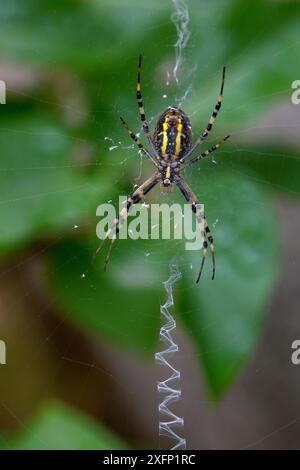 Unterseite der Wasp Spider (Argiope bruennichi), ihr Netz mit einem Zickzack-Stabilimentum-Muster verziert verwendet Top Love, Vendee, Frankreich, Juli. Stockfoto