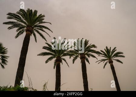 Palmen Silhouette grau bedeckter Tag mit Wolken gebildet, die Zeichen von Regen, schlechtem Wetter während der Ferien oder Urlaubskonzept zeigen Stockfoto