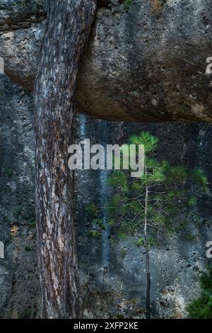 Bäume, die vor Karstformationen aus erodiertem Kalkstein und Dolomit wachsen, Ciudad Encantada, Naturpark SerranÃ­a de Cuenca, Cuenca, Castilla-La Mancha, Spanien, Oktober 2016. Stockfoto