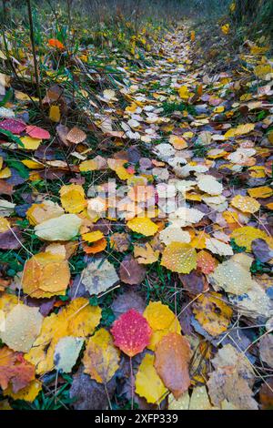 Blätter eines gewöhnlichen Espenbaums (Populus tremula) auf einem Pfad im Herbst, Aragon, Spanien, November. Stockfoto