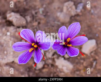 Safran Krokusse (Crocus sativus), Safran, Lleida, Katalonien, Spanien, November kultiviert. Stockfoto