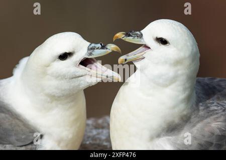 Ein Paar Fulmars (Fulmarus glazialis) Courting, Great Saltee Island, County Wexford, Republik Irland, Juni. Stockfoto