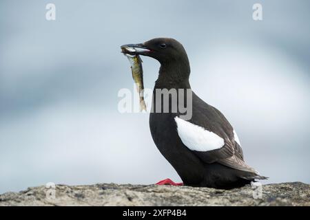 Black guillemot (Cepphus grylle) Feeding, Foula, Shetland Islands, Schottland, August. Stockfoto