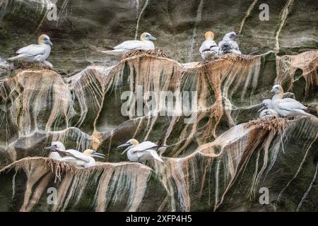 Die Brutkolonie der nördlichen Tölpel (Morus bassanus) auf einer Klippe, Noss NNNR, Shetland, Schottland, Vereinigtes Königreich Stockfoto