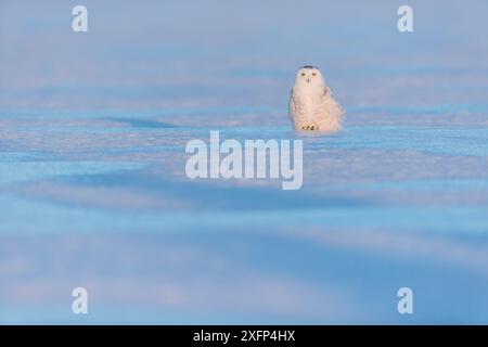 Schneeeule (Bubo scandiacus), Ontario, Kanada, Januar. Stockfoto